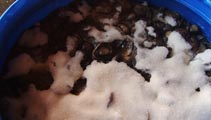 Boletus Salmuerado Vicpal EIRL Chile